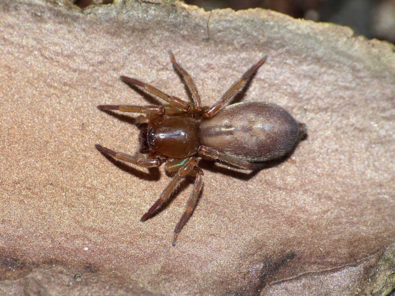 Carrellata di Clubiona corticalis - Palidoro (RM)